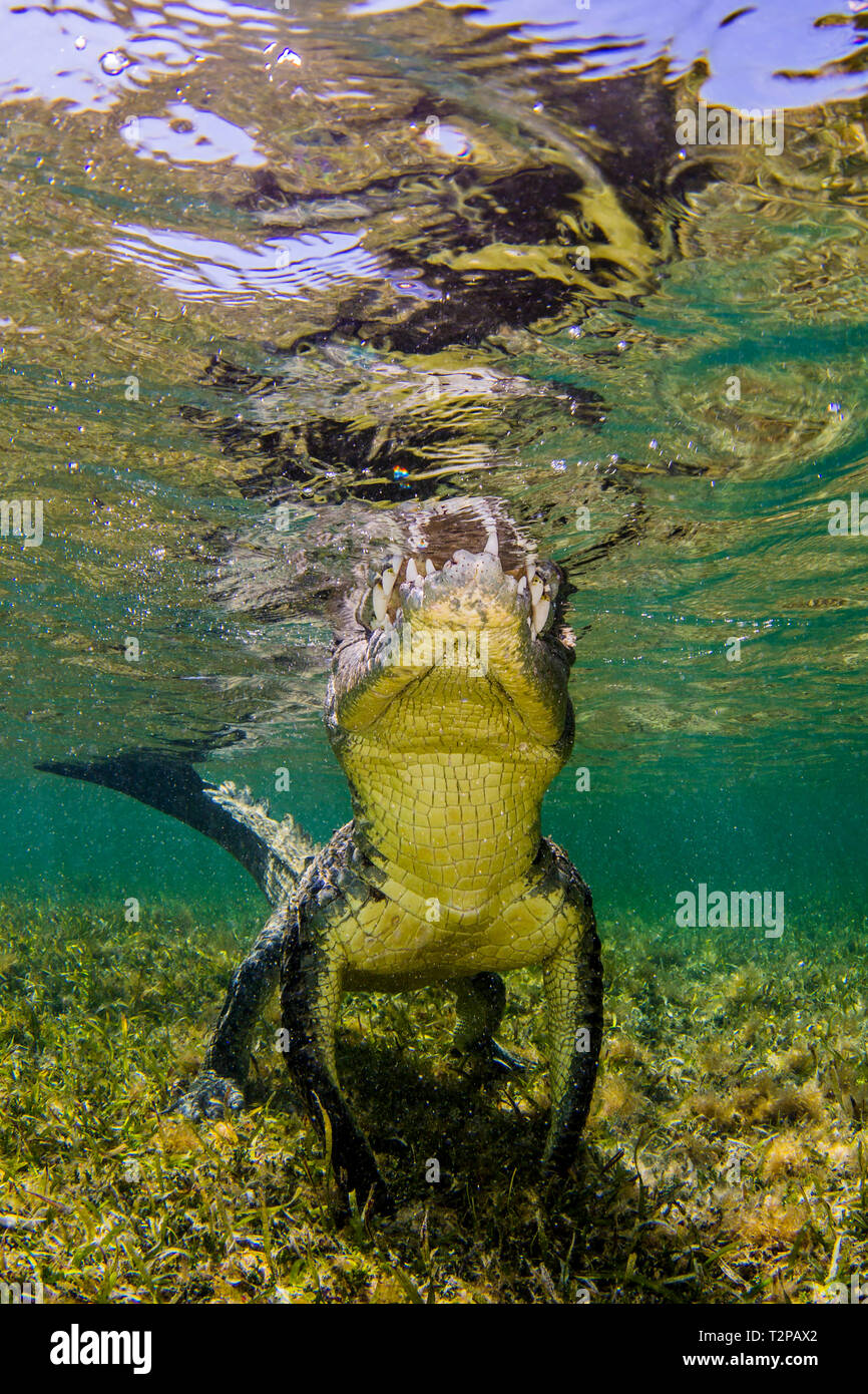 American Saltwater Crocodile on the atoll of Chinchorro Banks, low angle view, Xcalak, Quintana Roo, Mexico Stock Photo