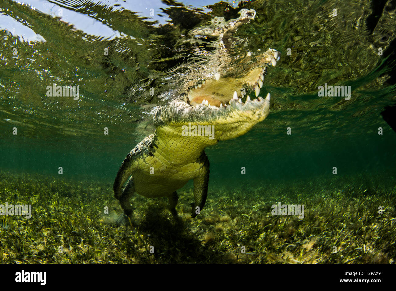 American Saltwater Crocodile on the atoll of Chinchorro Banks, low angle view, Xcalak, Quintana Roo, Mexico Stock Photo