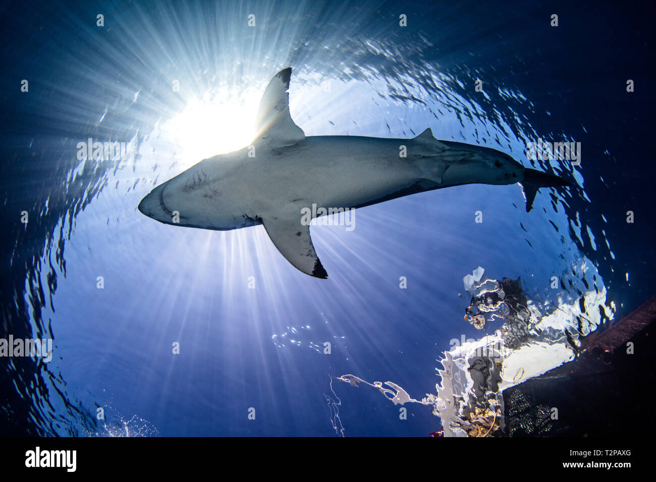 Underwater view of great white shark, low angle view, Guadalupe, Mexico Stock Photo