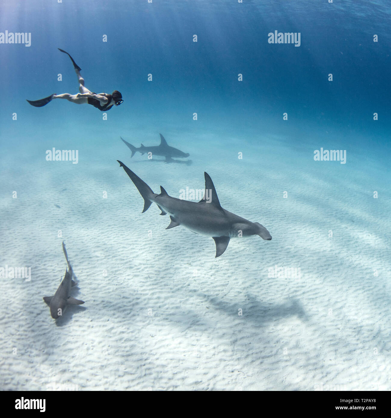Underwater view of great hammerhead sharks and female scuba diver