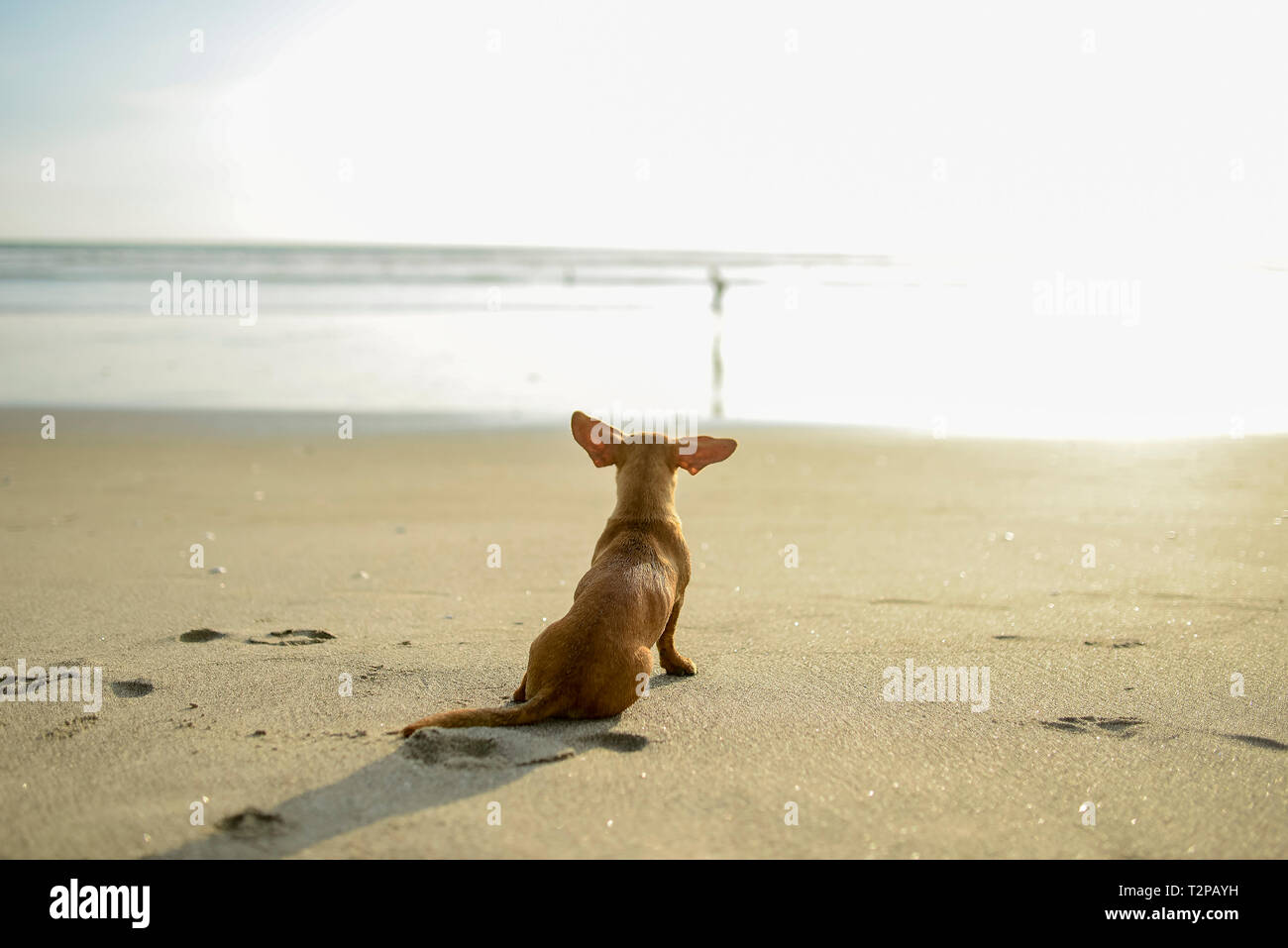Portrait of dog on beach Stock Photo