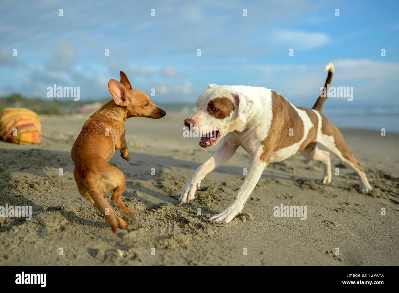 Dogs playing on beach Stock Photo