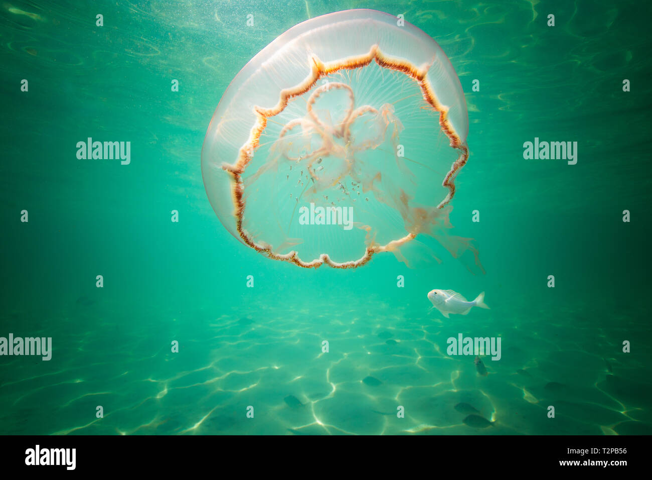 Moon jellyfish harbouring baby fish for protection against predators Stock Photo