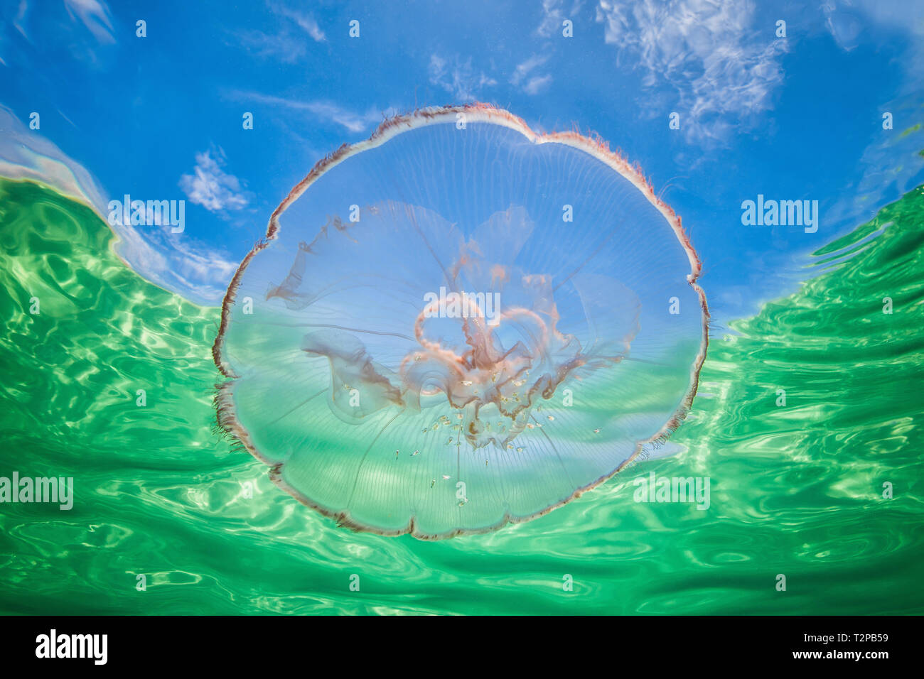 Moon jellyfish harbouring baby fish for protection against predators