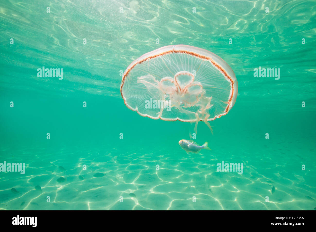 Moon jellyfish harbouring baby fish for protection against predators