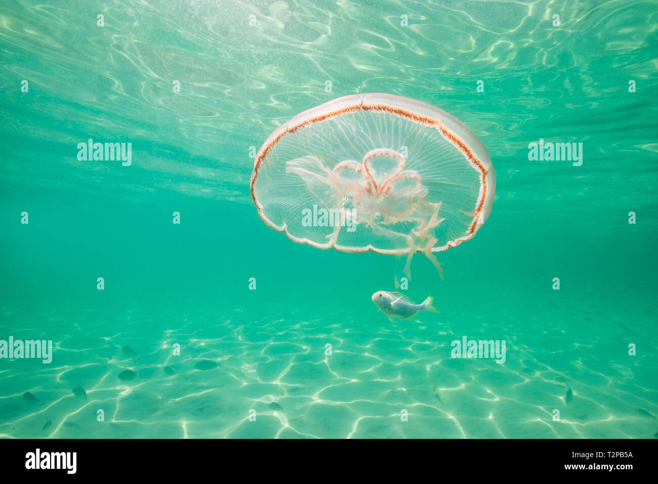 Moon jellyfish harbouring baby fish for protection against predators Stock Photo