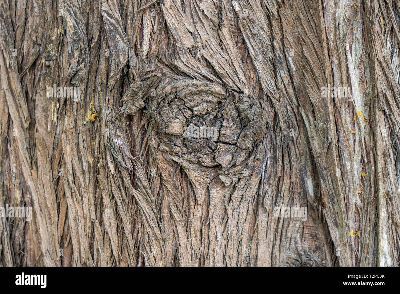 Brown Wood tree texture, surface pattern, bark of tree, background ...