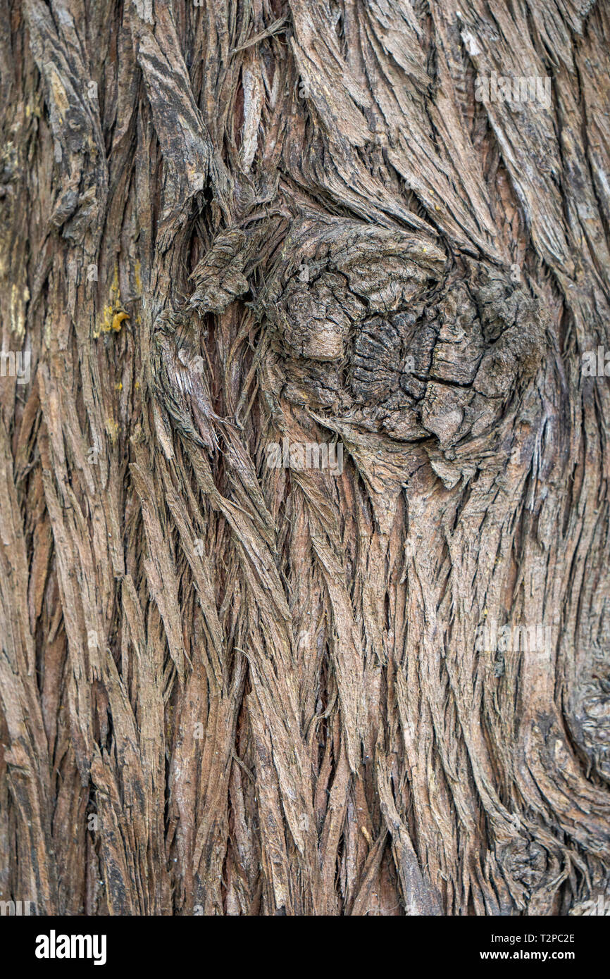 Brown Wood tree texture, surface pattern, bark of tree, background ...