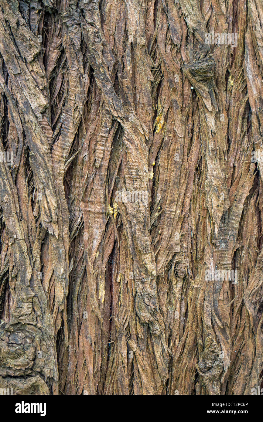 Brown Wood tree texture, surface pattern, bark of tree, background ...