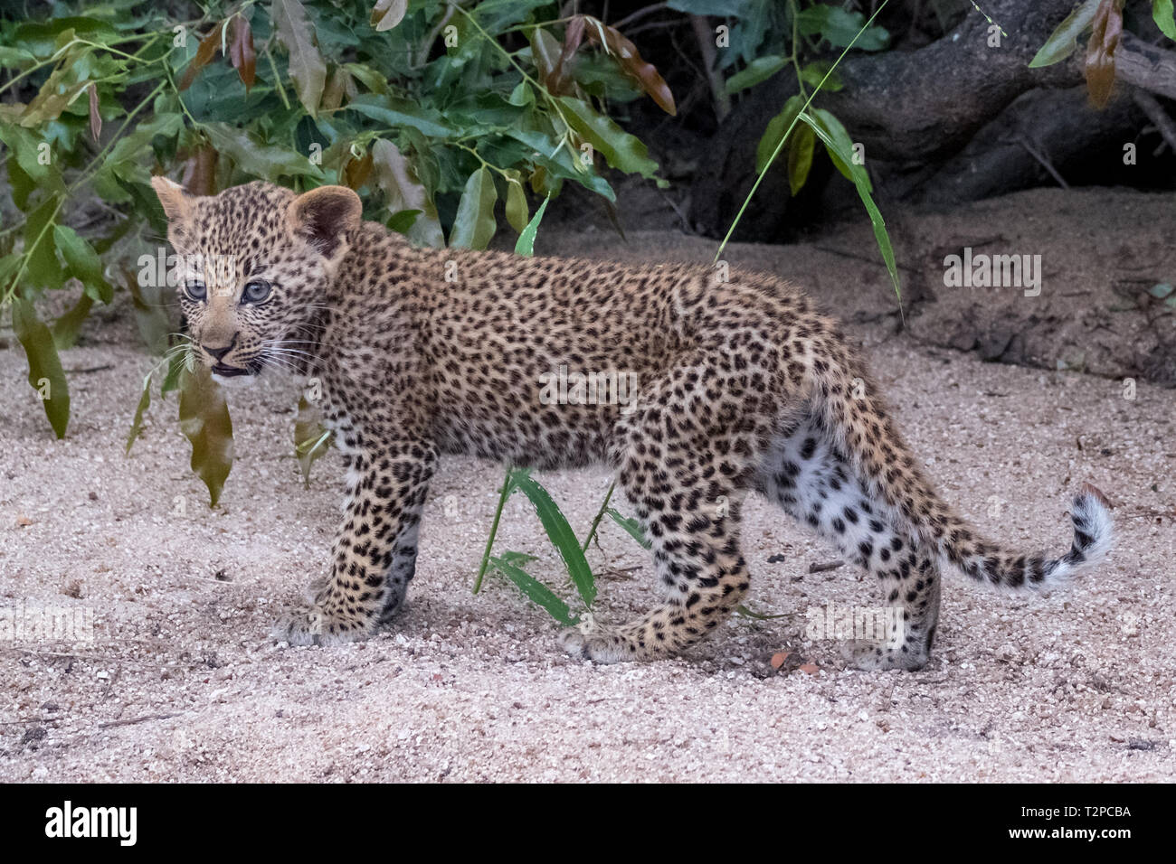 Cute leopard cub plays in the sand in Sabi Sands Safari Park, Kruger, South Africa. Stock Photo