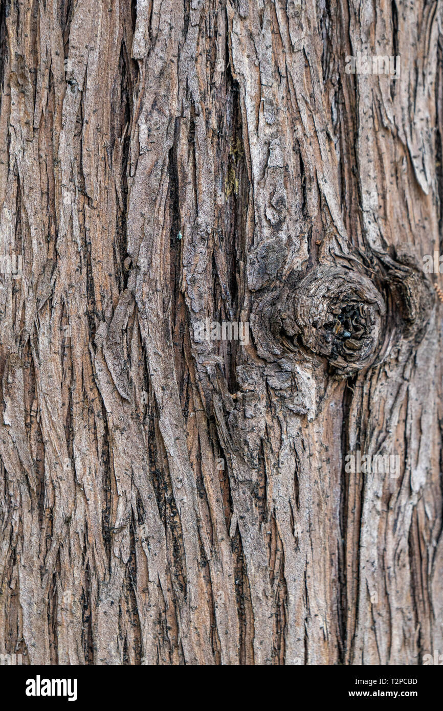 Brown Wood tree texture, surface pattern, bark of tree, background ...