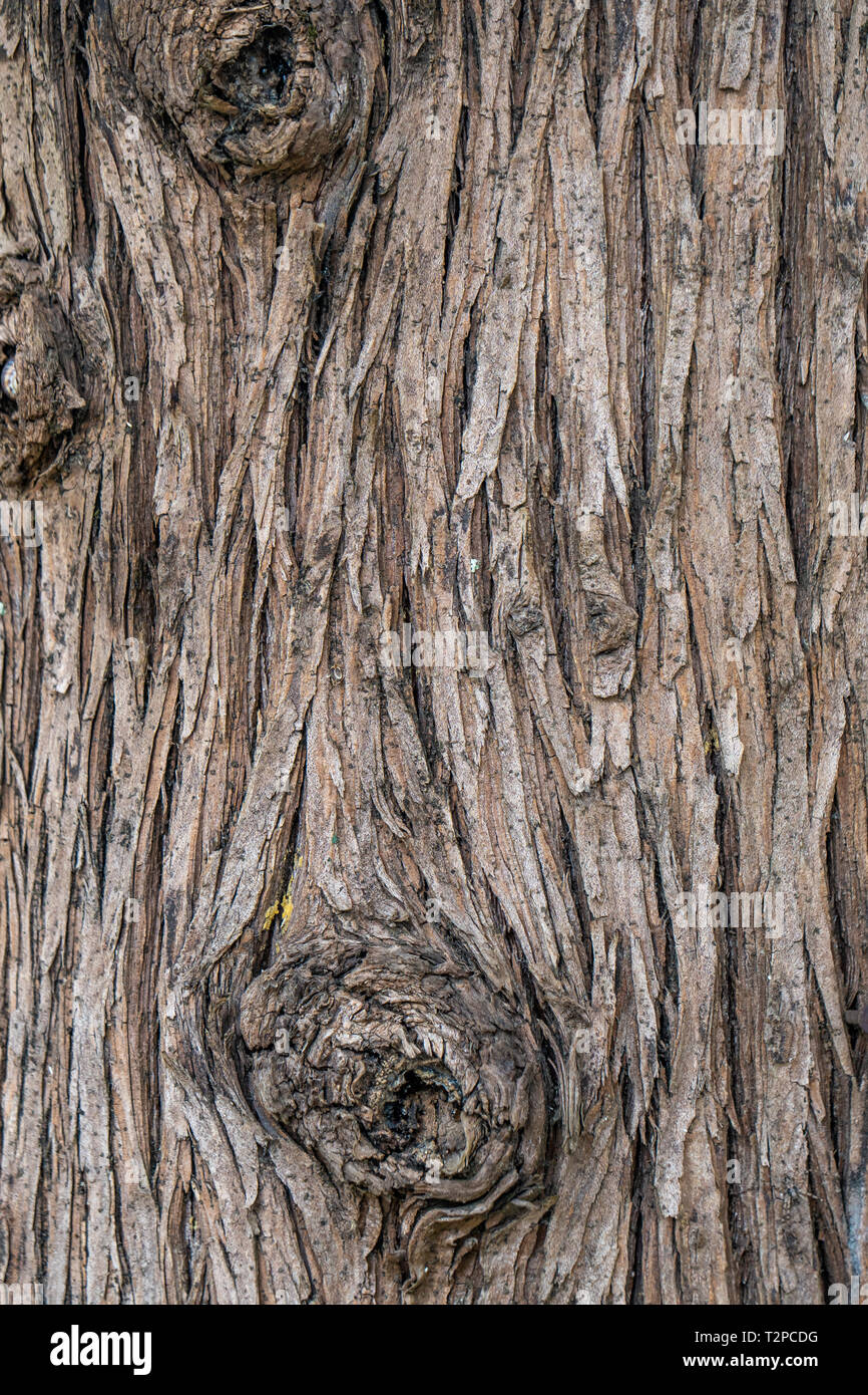 Brown Wood tree texture, surface pattern, bark of tree, background Stock Photo