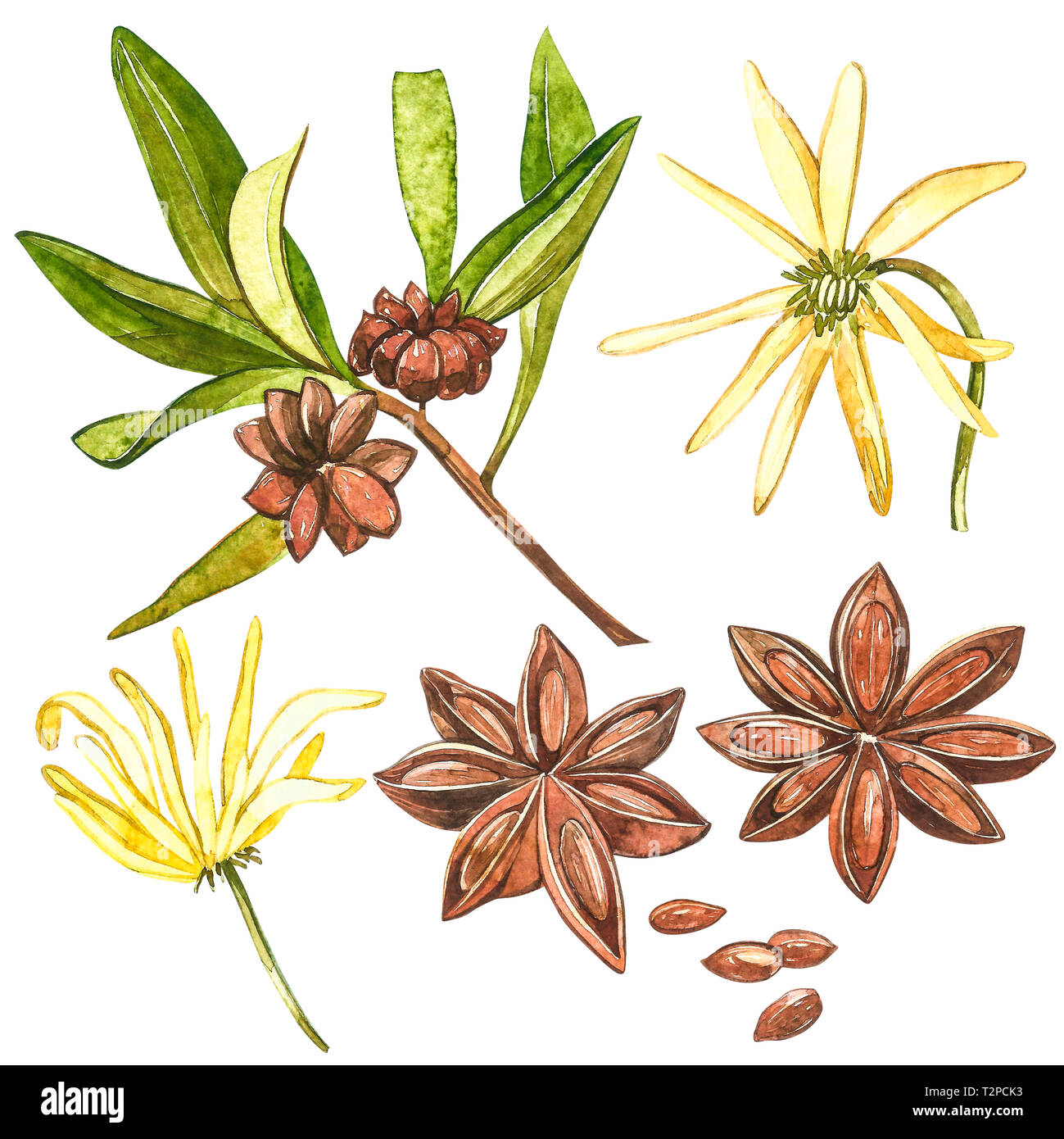 Star anise plants isolated on white background. Watercolor botanical illustration of culinary