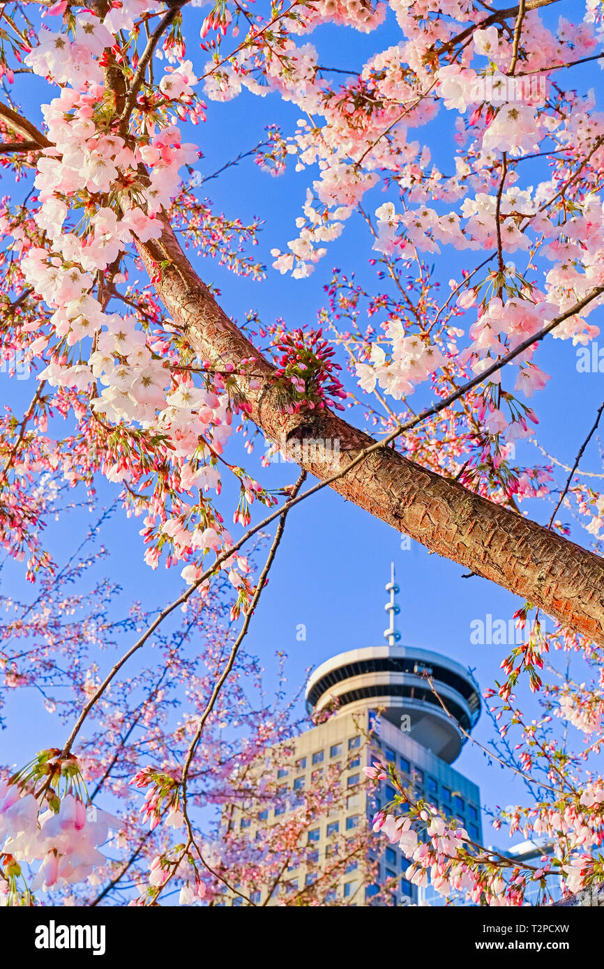 'Akebono' Flowering cherry tree and Harbour Centre Tower, Downtown