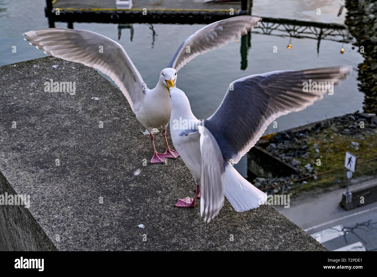 Gull courtship behaviour Stock Photo Alamy