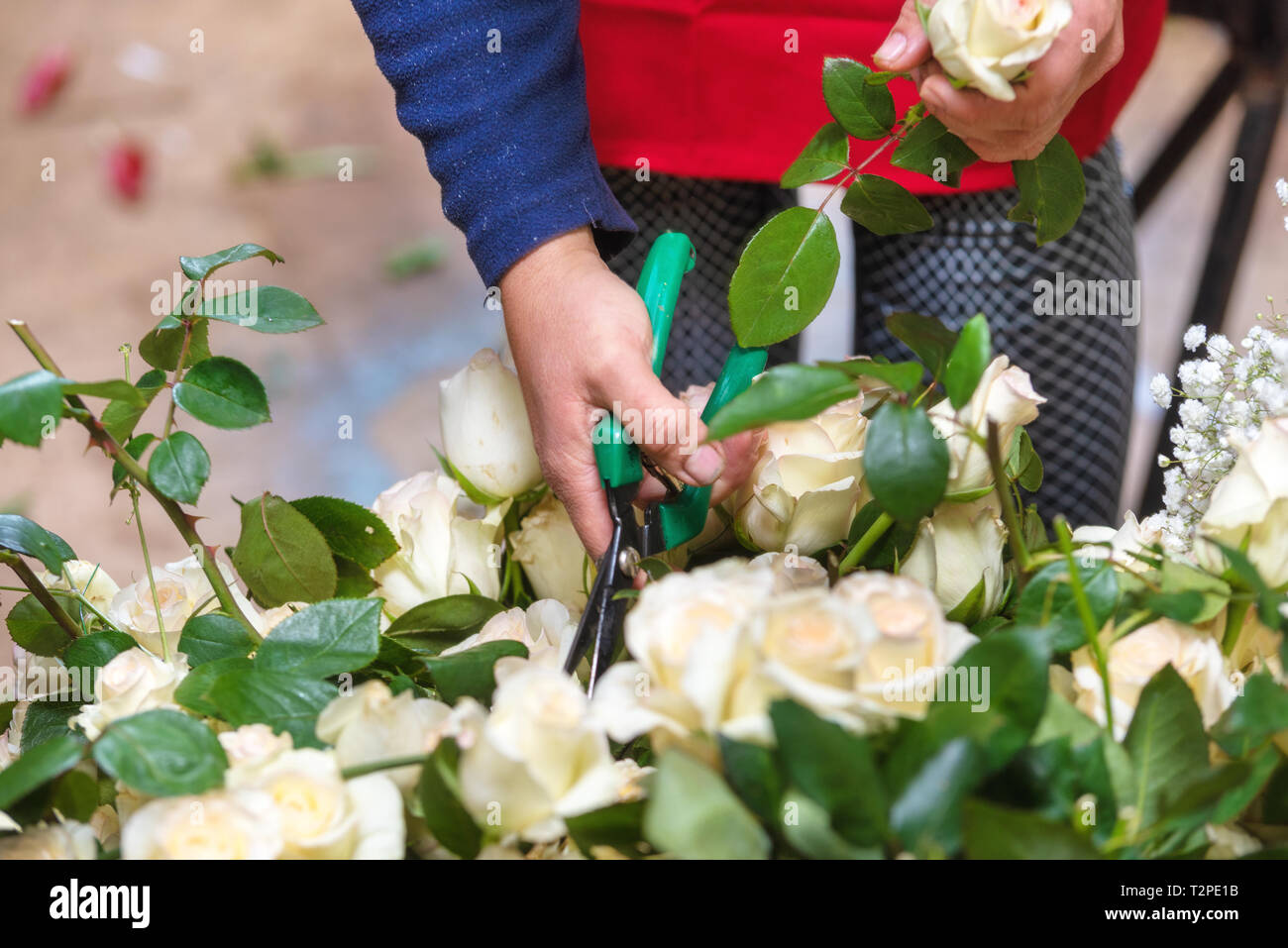 Woman cutting roses hi-res stock photography and images - Alamy