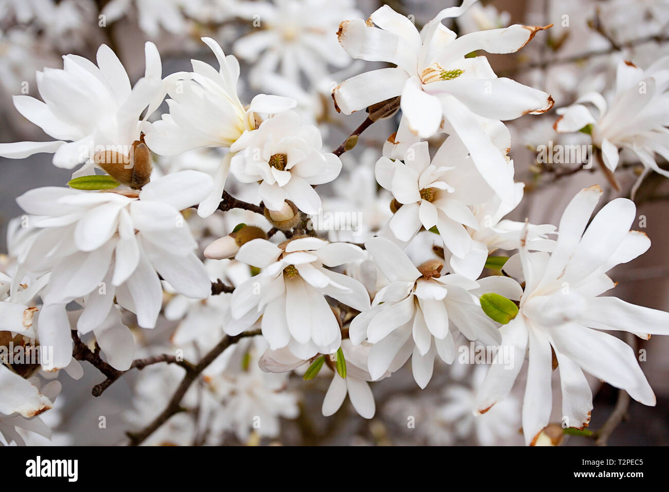 Magnolia stellata, often called 'star magnolia' Stock Photo