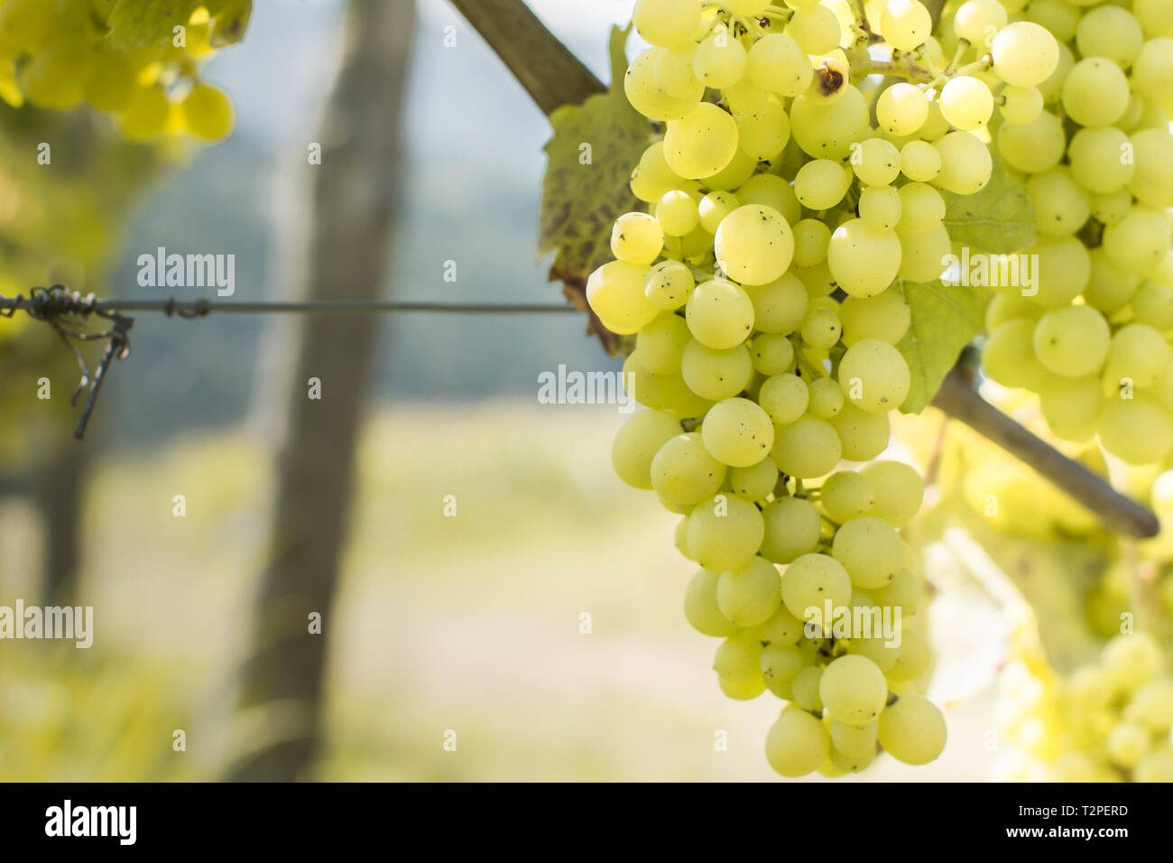 Green grapes in vineyard Stock Photo