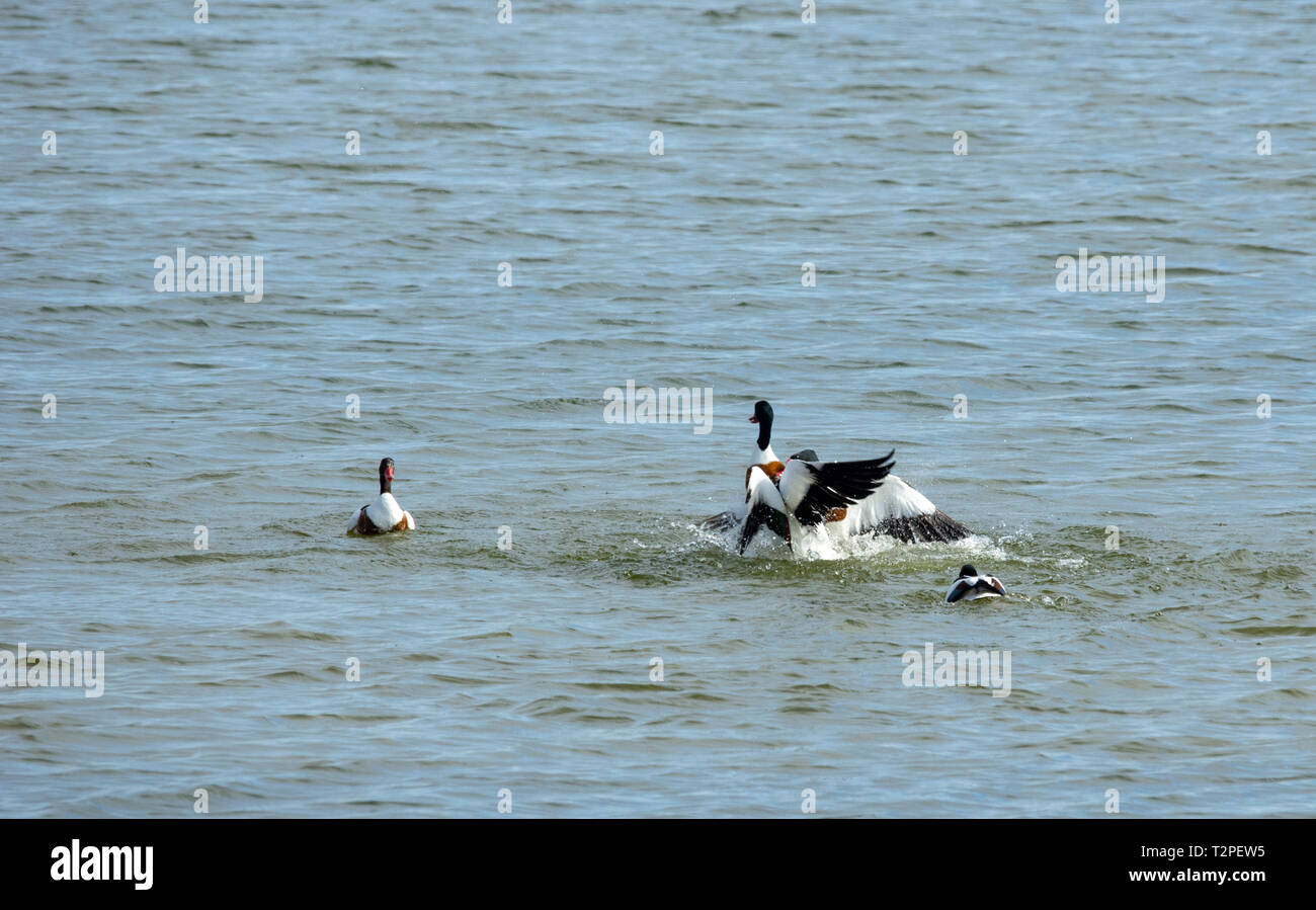 Two male shelducks squabble over two females in mating dance Stock Photo