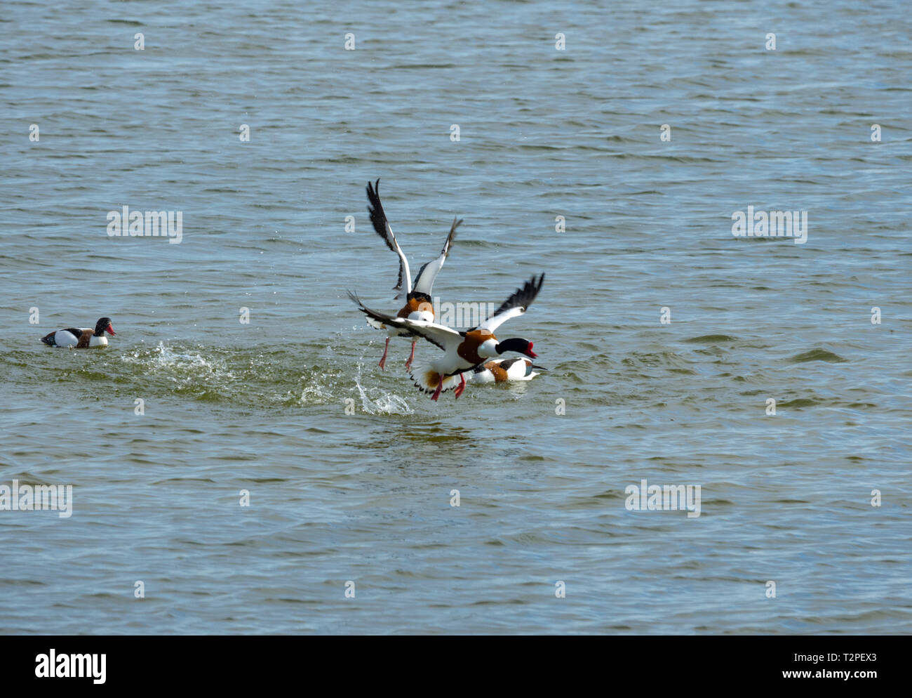 A male shelduck (tadorna tadorna) flies away from a competitor as two females look on Stock Photo