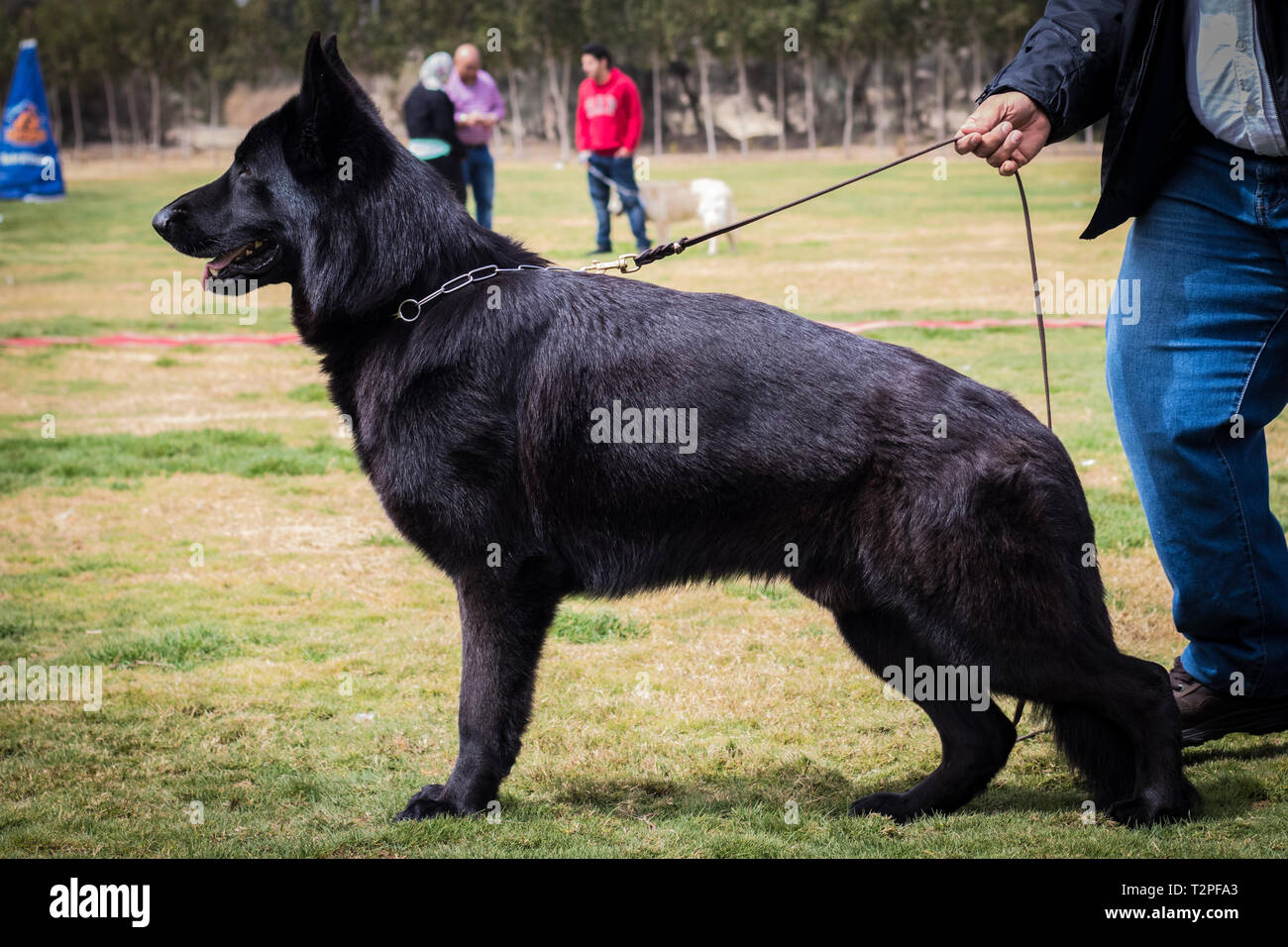 Black German Shepherd Stock Photo Alamy