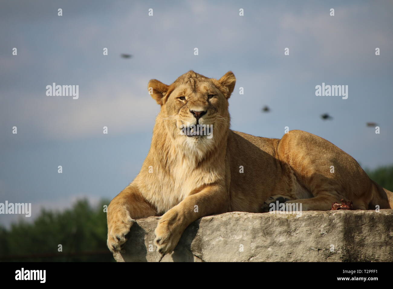 Female Lion Smiling and Growling Stock Photo