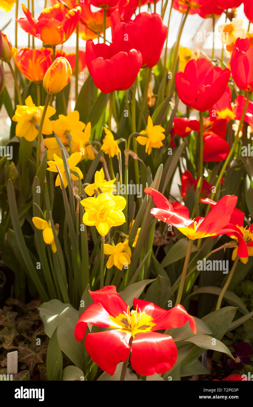 A mix of spring flowers growing in a greenhouse. Stock Photo