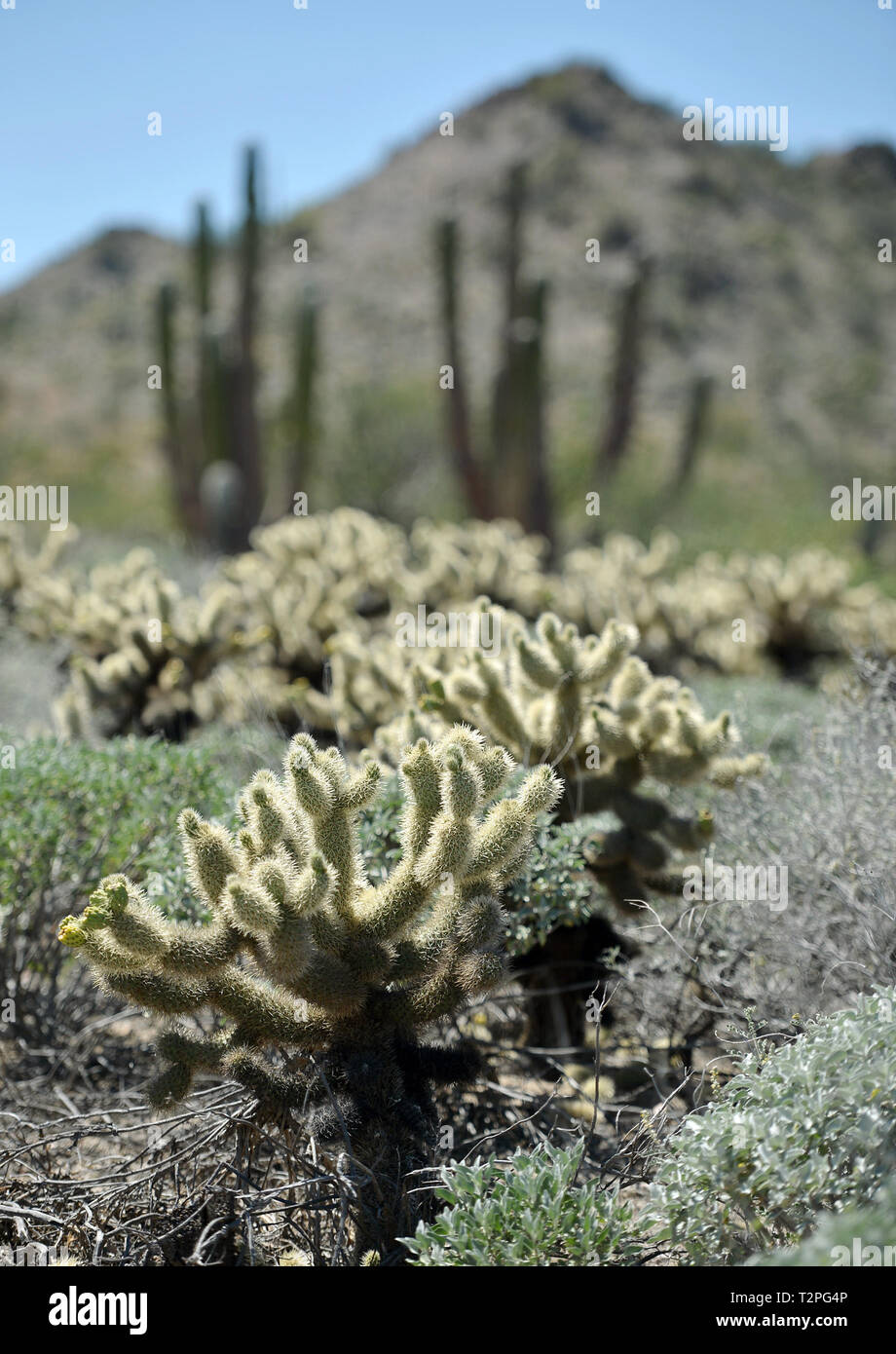 Desert of Sonora. choya, cactus. Sahuaro. Desierto de Sonora. (PhotoIsrrael Garnica/NortePhoto