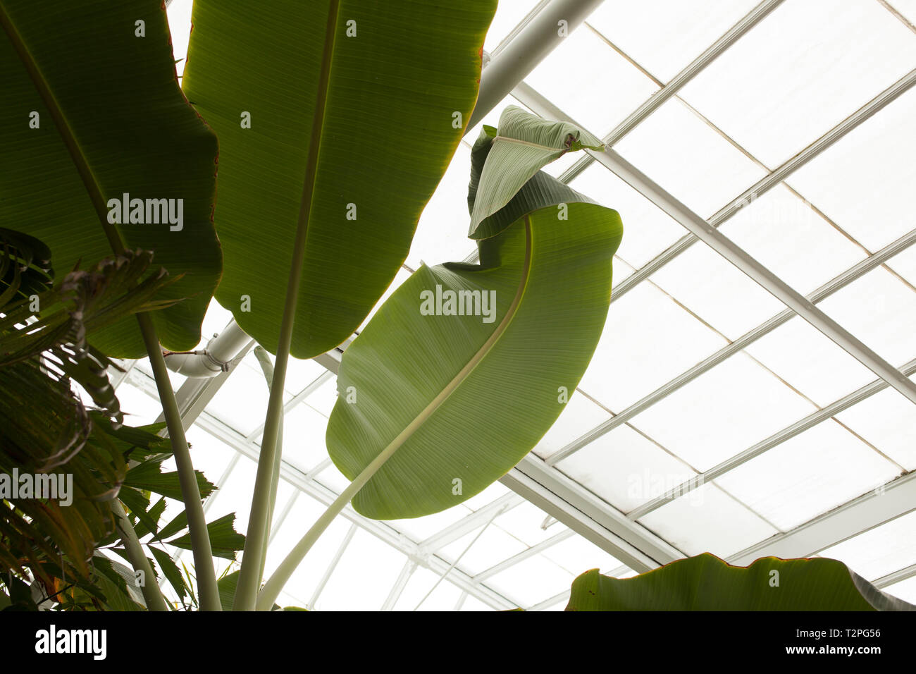 Looking up at banana plant leaves, with one oddly shaped leaf. Stock Photo