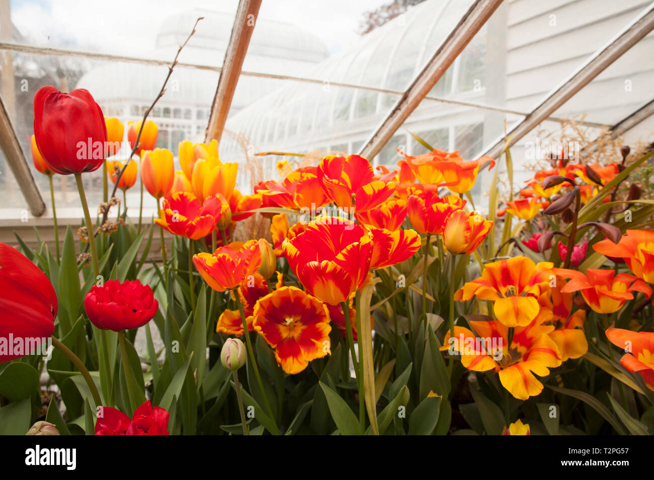 Mount Holyoke College spring bulb show in South Hadley, Massachusetts