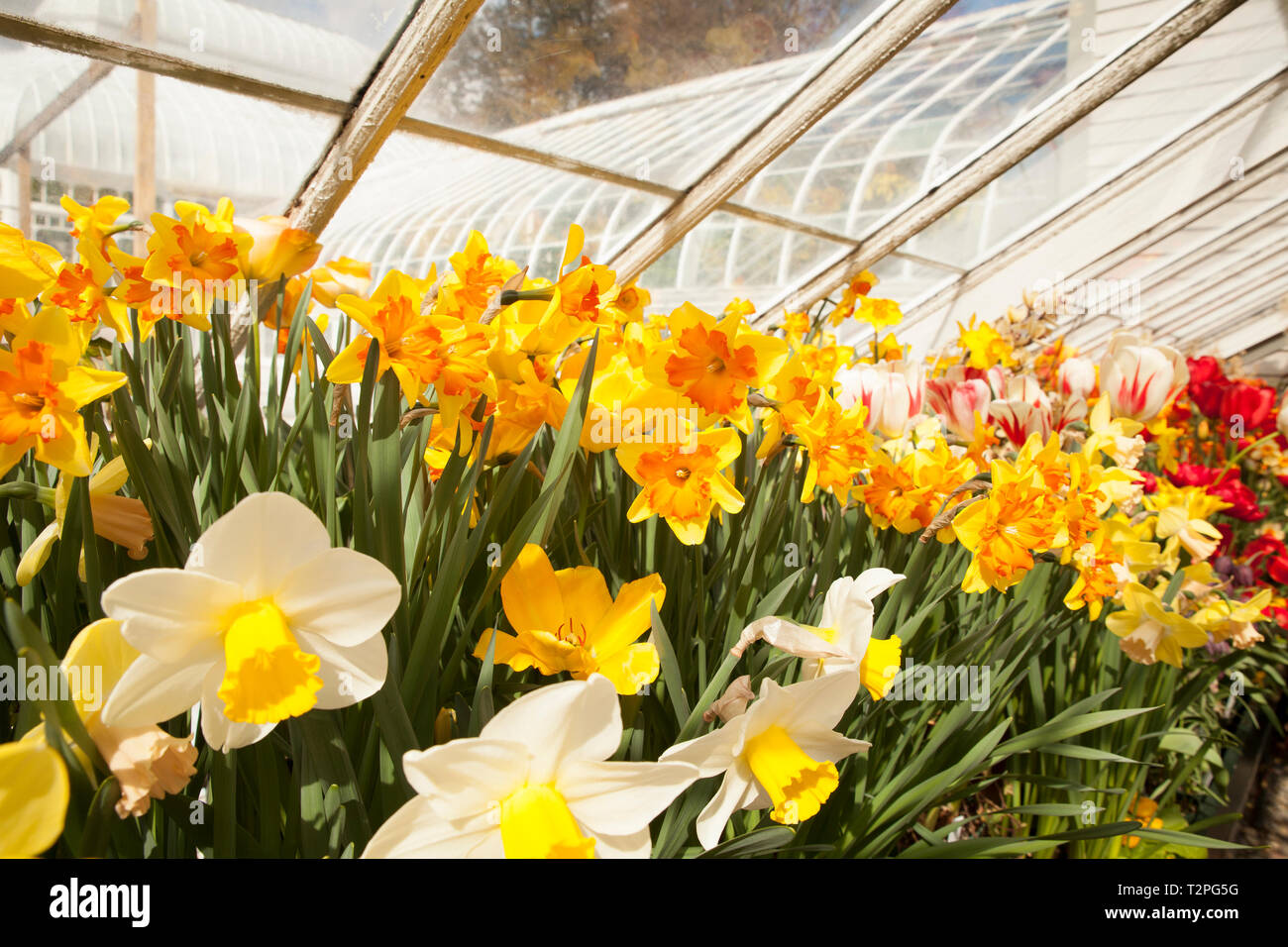 Mount Holyoke College spring bulb show in South Hadley, Massachusetts