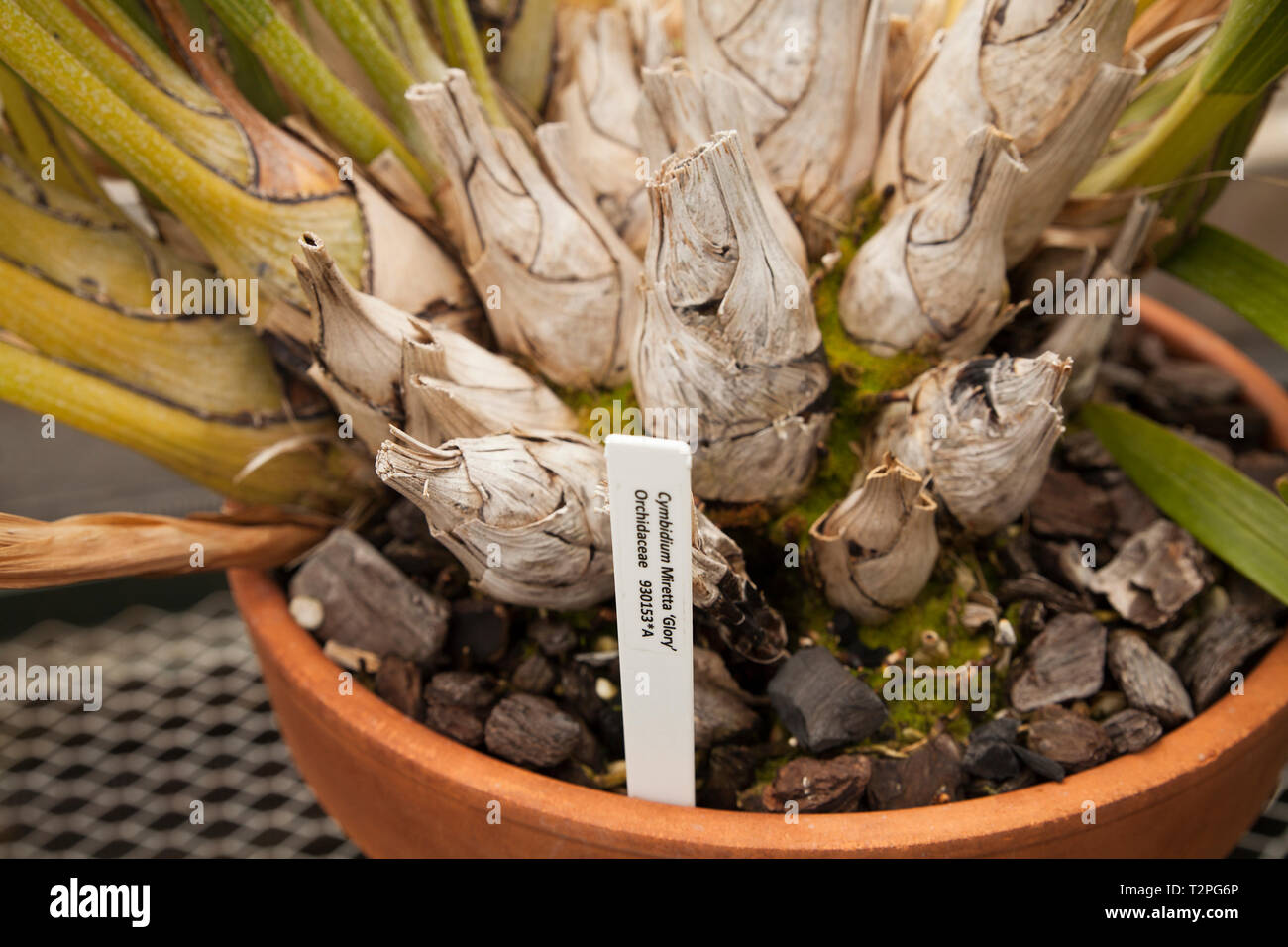 Close up of cymbidium plant and label and pot. Stock Photo