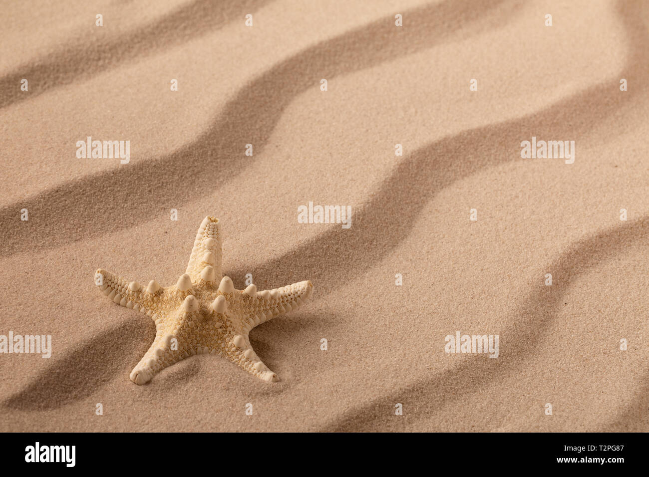 seastar or starfish on rippled beach sand. Summer vacation background. Stock Photo