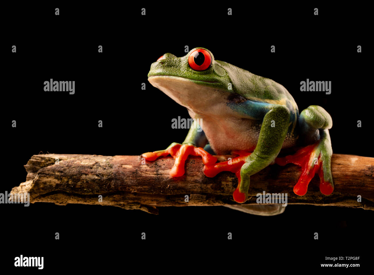 Red eyed tree frog at night on a twig in the rain forest of Costa Rica. Agalchnis callydrias or Monkey treefrog is a nocturnal animal. Stock Photo