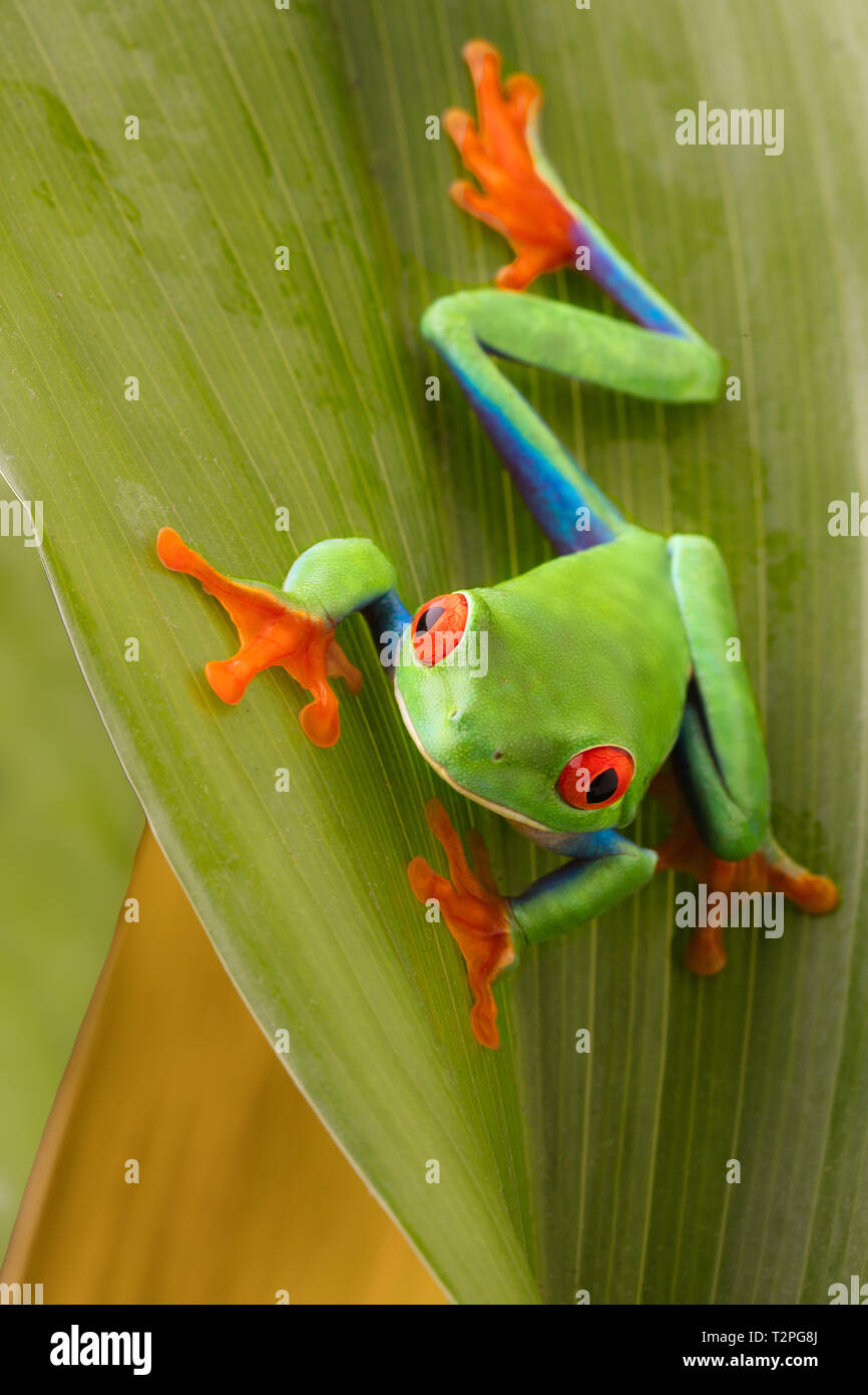 Red eyed tree frog on a leaf in the tropical rain forest of Costa Rica. Agalychnis callydrias or monkey treefrog. Stock Photo