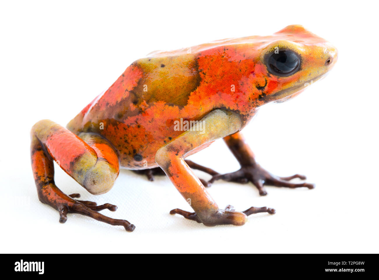 Poison dart frog, Oophaga histrionica. A small poisonous animal from the rain forest of Colombia. Stock Photo
