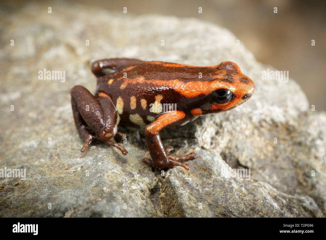 poison dart frog from rain forest in Colombia, macro of a small dartfrog Andinobates bombetes Stock Photo