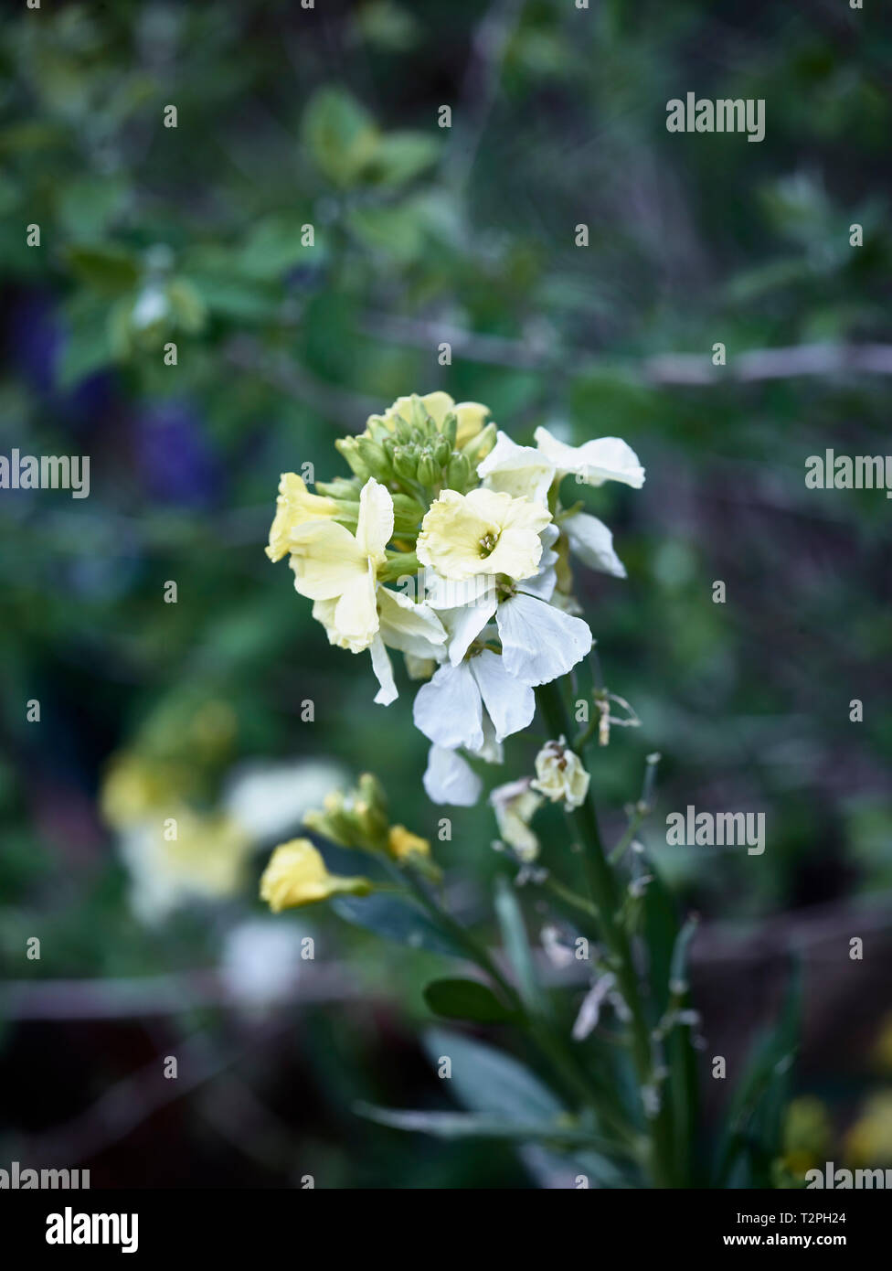 Wallflowers in the spring sunshine in a London urban garden, England