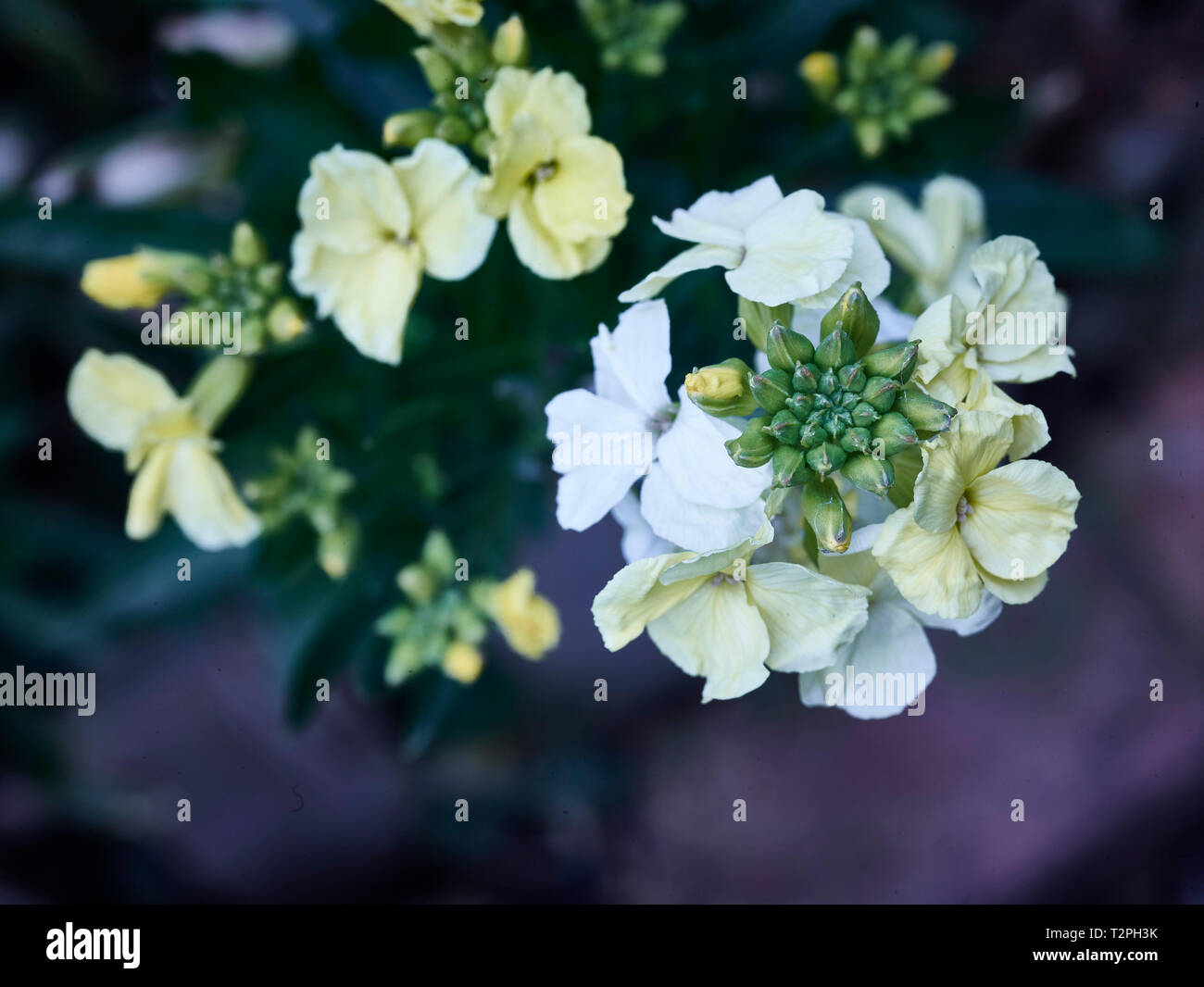 Wallflowers in the spring sunshine in a London urban garden, England