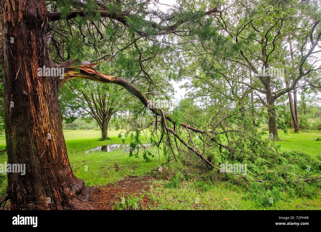 A large branch from a cedar tree lays on the ground after Tropical Storm Gordon, Sept. 5, 2018, in Coden, Alabama. Stock Photo
