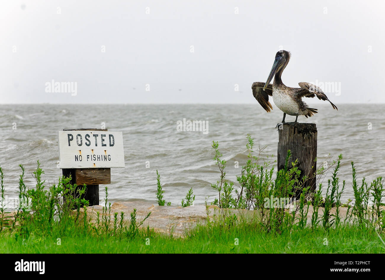 A brown pelican inspects a “No Fishing” sign as waves from Heron Bay lap alongside Dauphin Island Parkway, June 22, 2017, in Coden, Alabama. Stock Photo