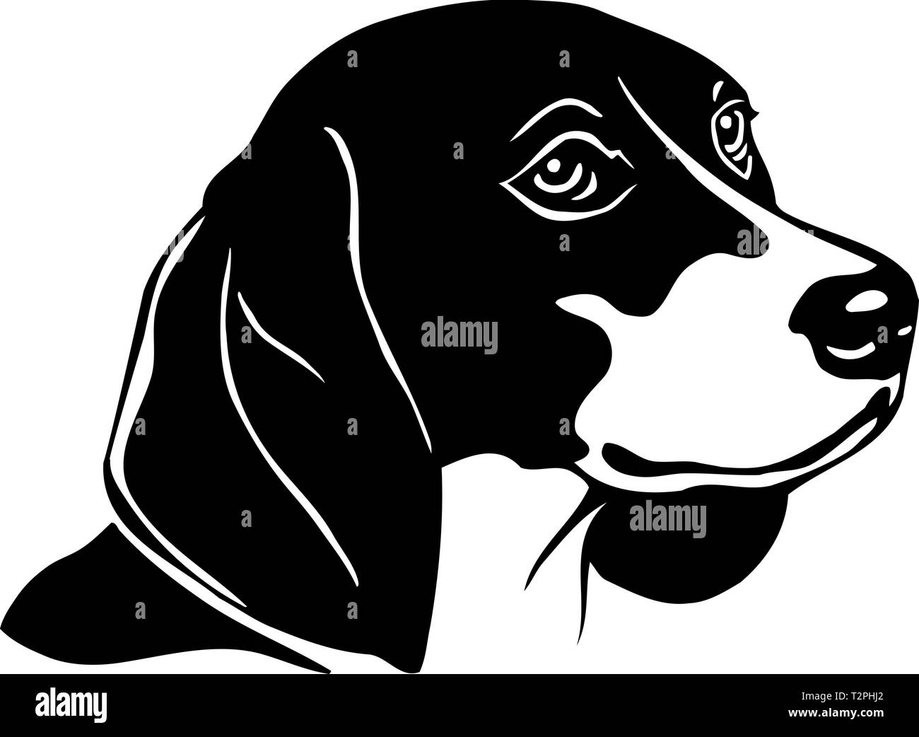 Beagle dog Black and White Stock Photos & Images - Alamy