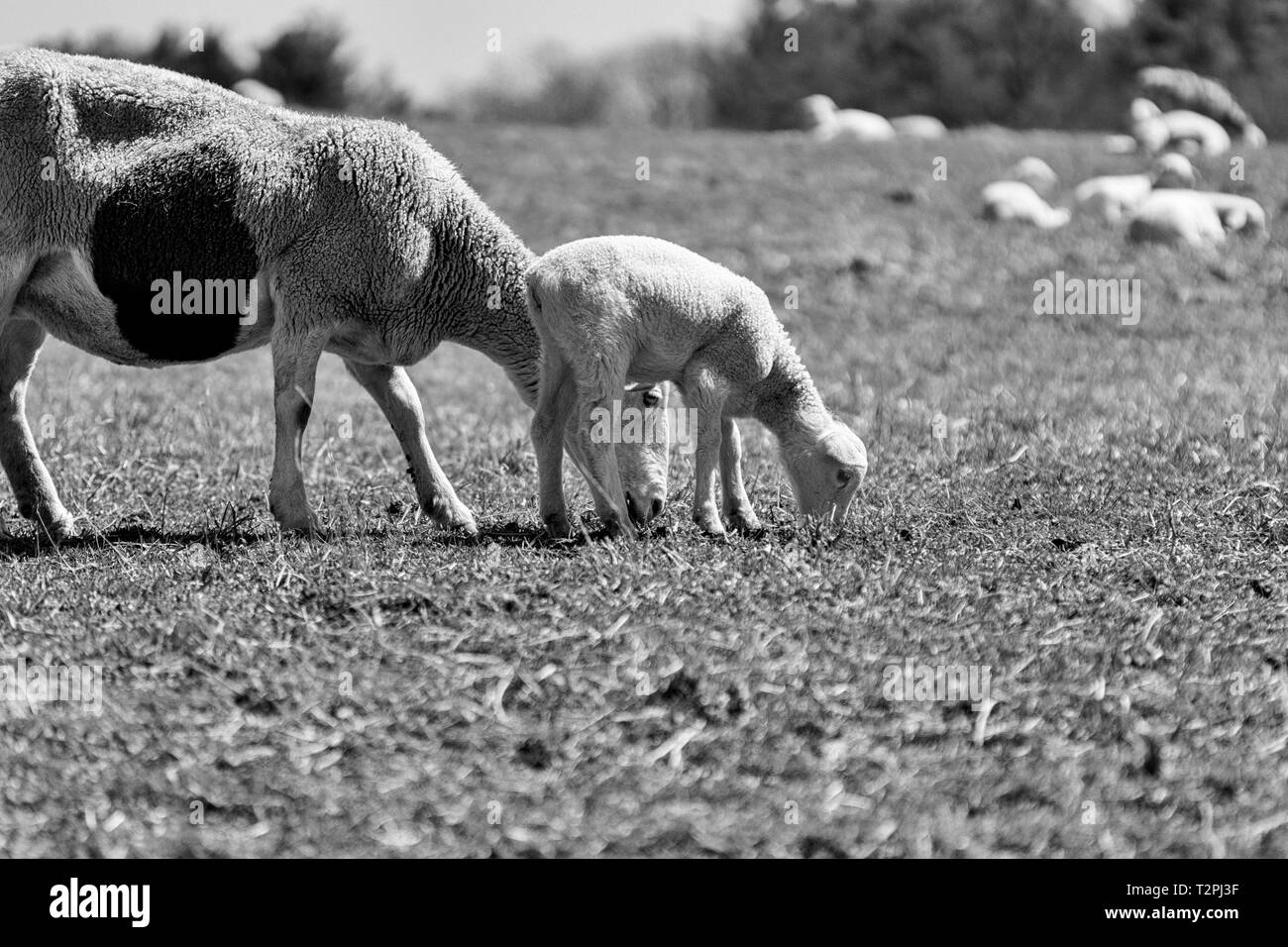 A mother sheep (Ovis aries) and lamb graze side by side in a pasture on the Biltmore Estate in Asheville, NC, USA Stock Photo