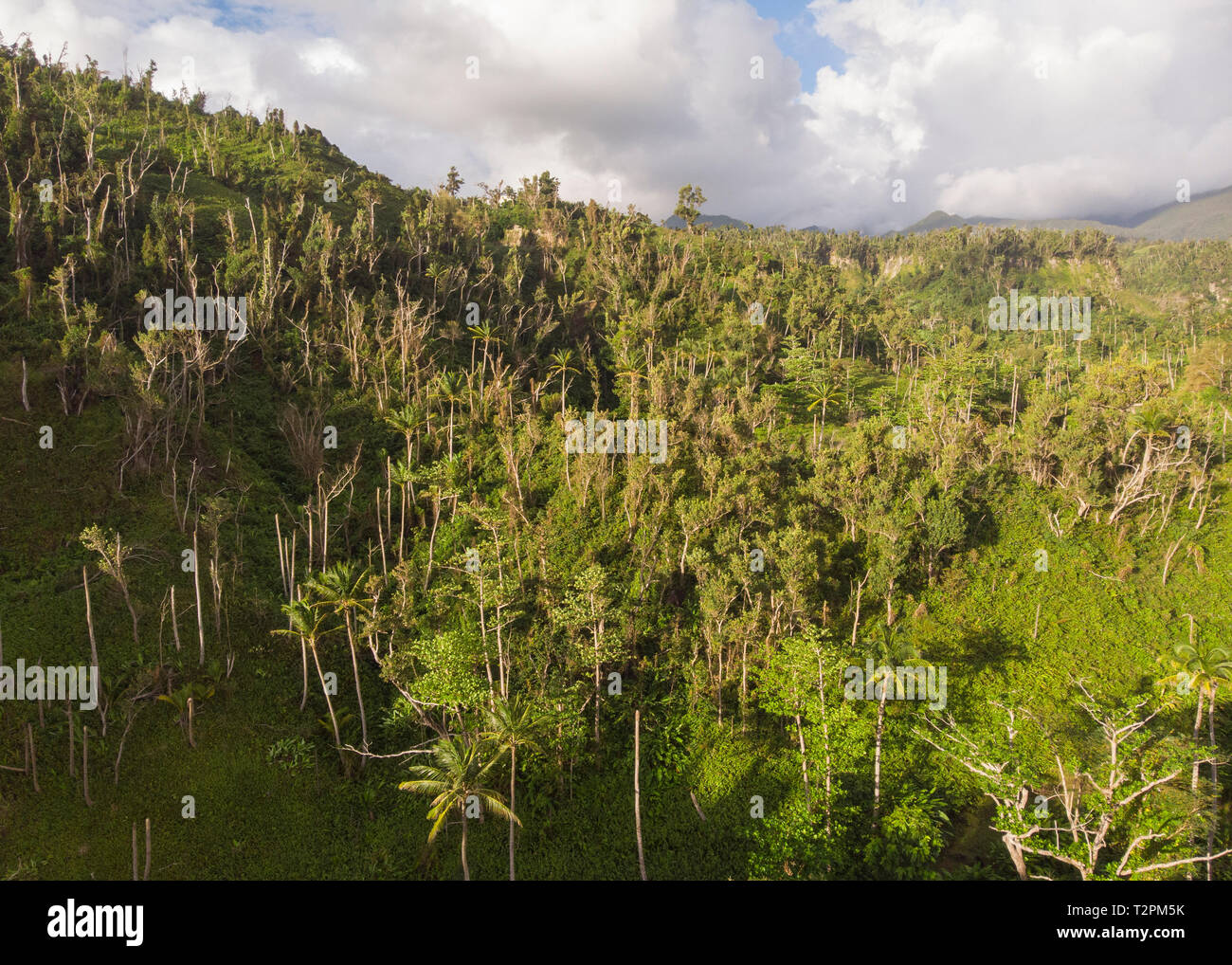 Aerial of forest, Dominica Stock Photo