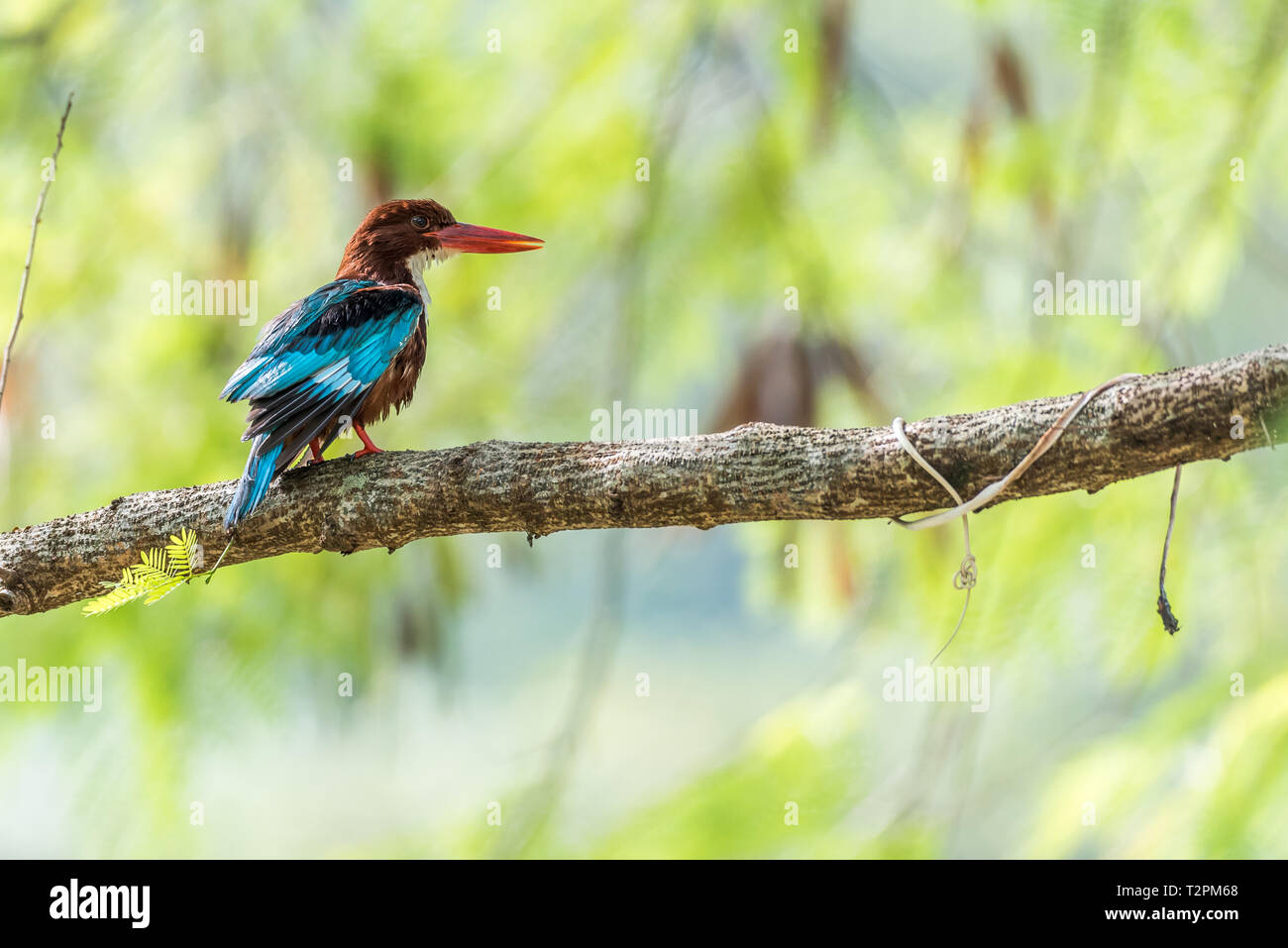 White Throated king fisher perched and posture Stock Photo