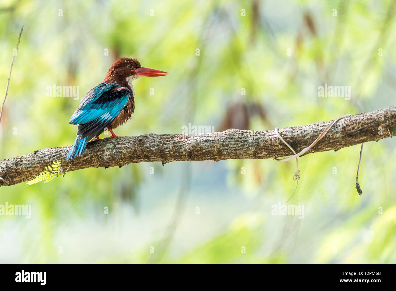 White Throated king fisher perched and posture Stock Photo