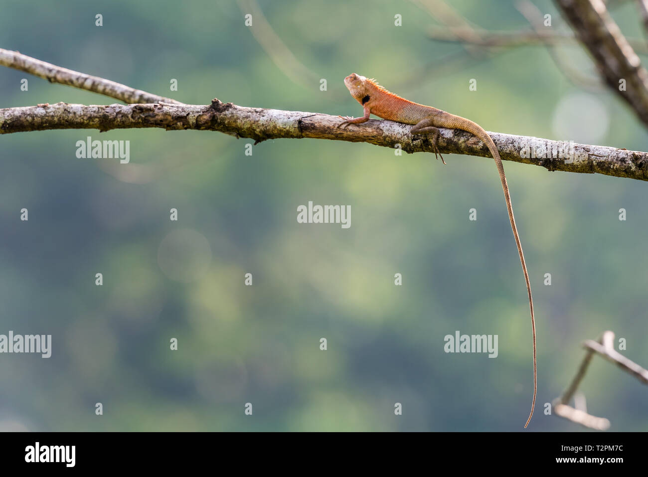 Little lizard stay on tree Stock Photo