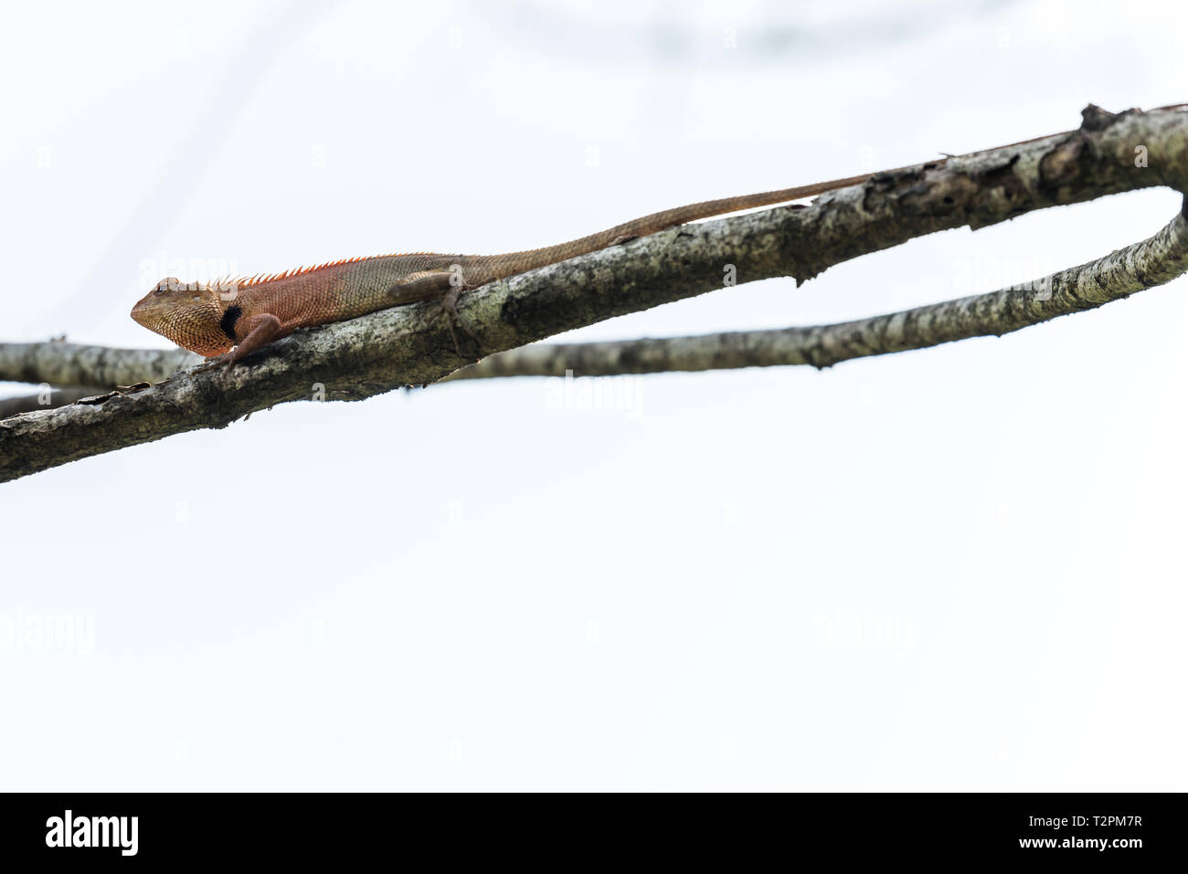 Little lizard stay on tree Stock Photo