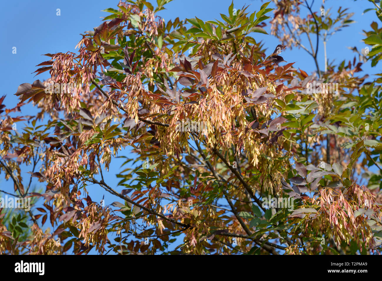 European ash or Fraxinus excelsior with seeds in the autumn. Genoa, Italy Stock Photo