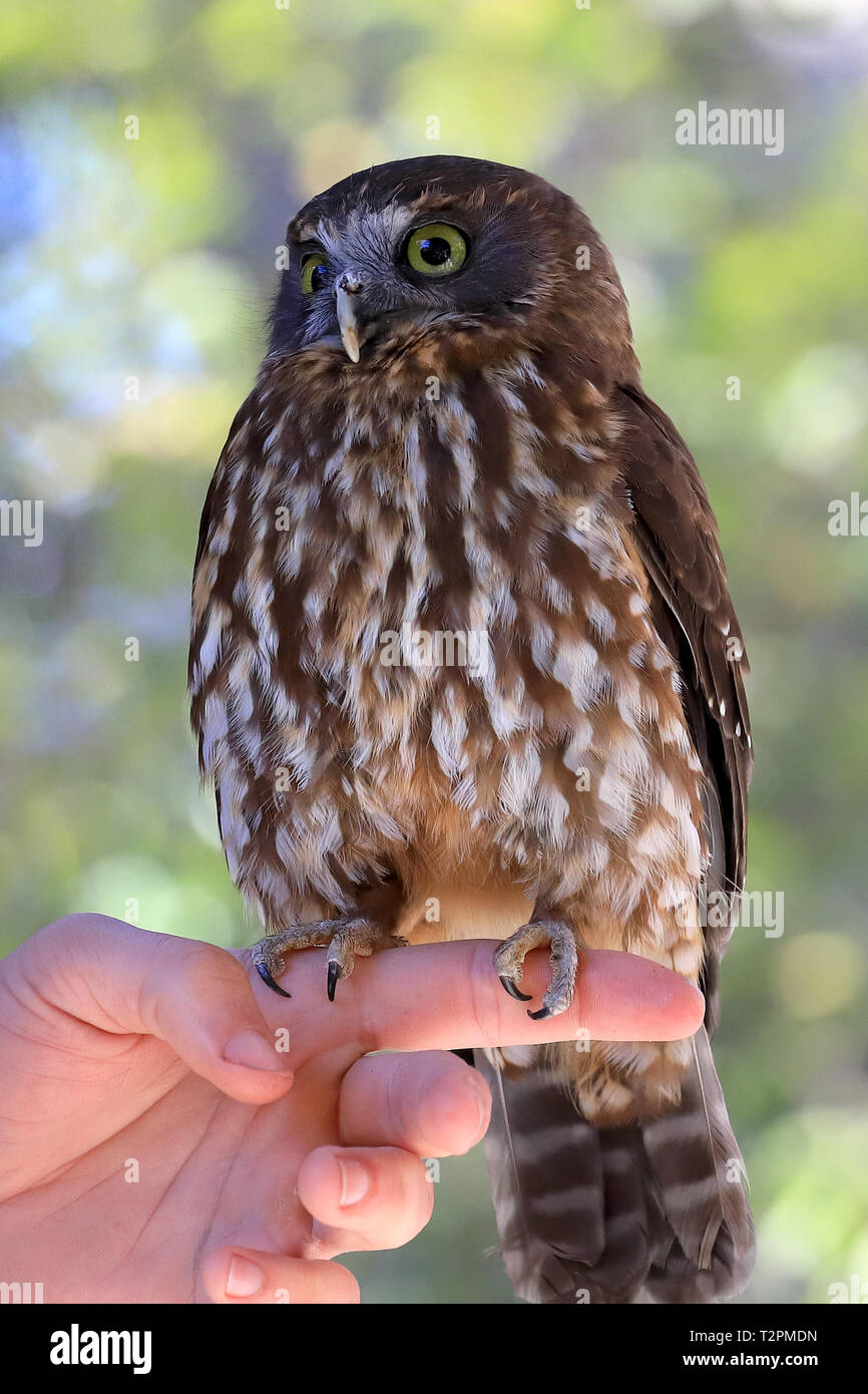 Morepork Owl Stock Photo